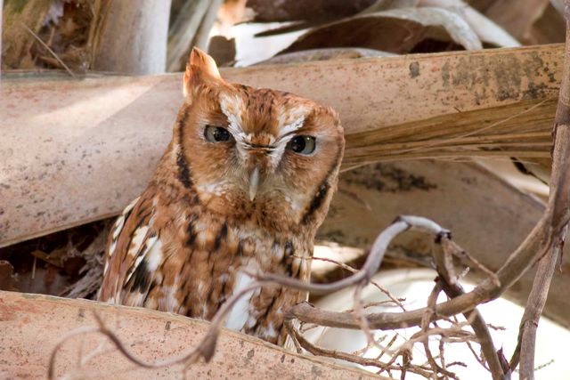 Eastern Screech-Owl